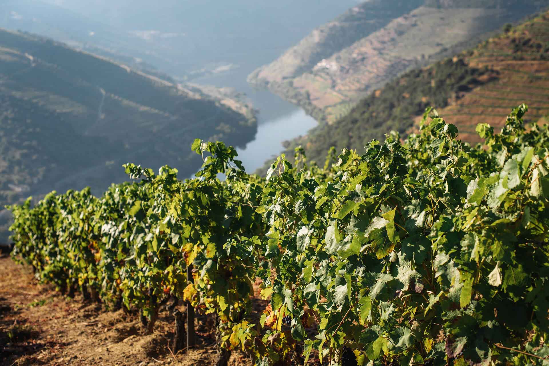 Winemaking Traditions - Il Cavaliere di Gabbiano 1 Winemaking Traditions